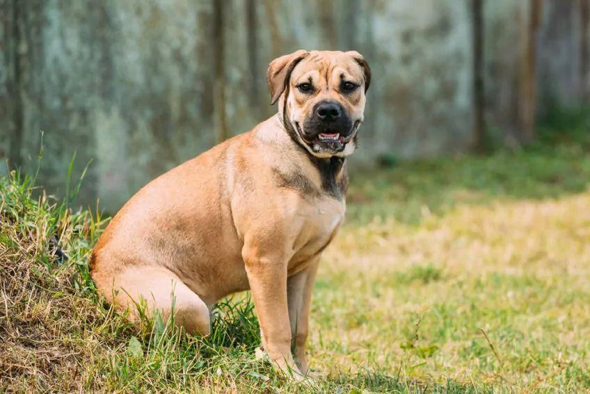 Dog z Majorki siedzący na trawie