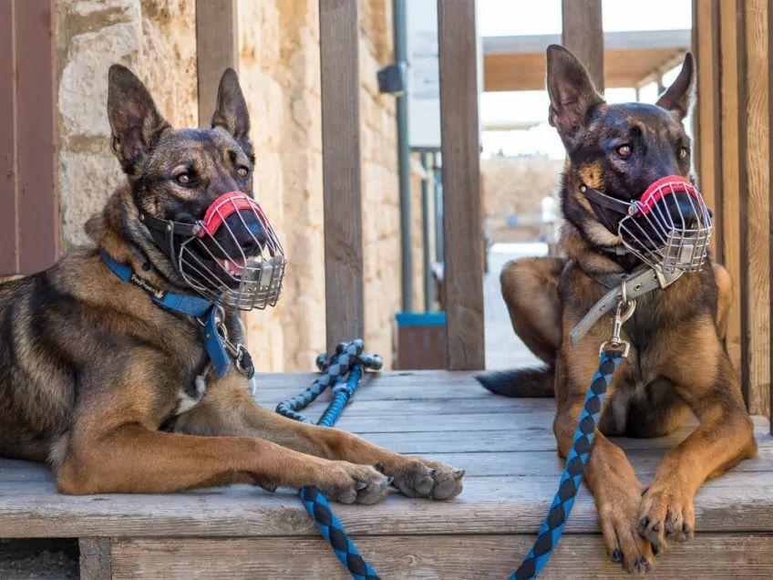 owczarek belgijski malinois