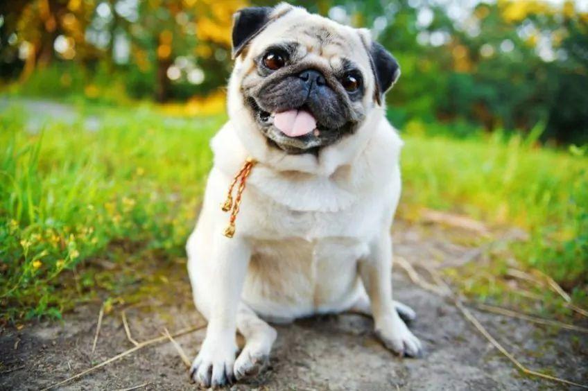 mops