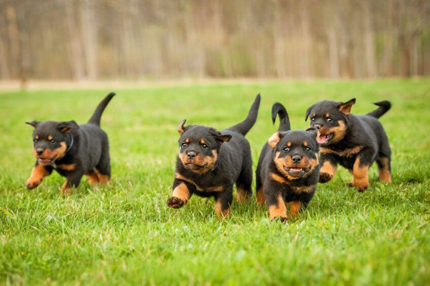 rottweiler szczeniaki