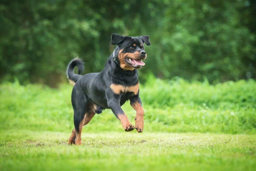 rottweiler