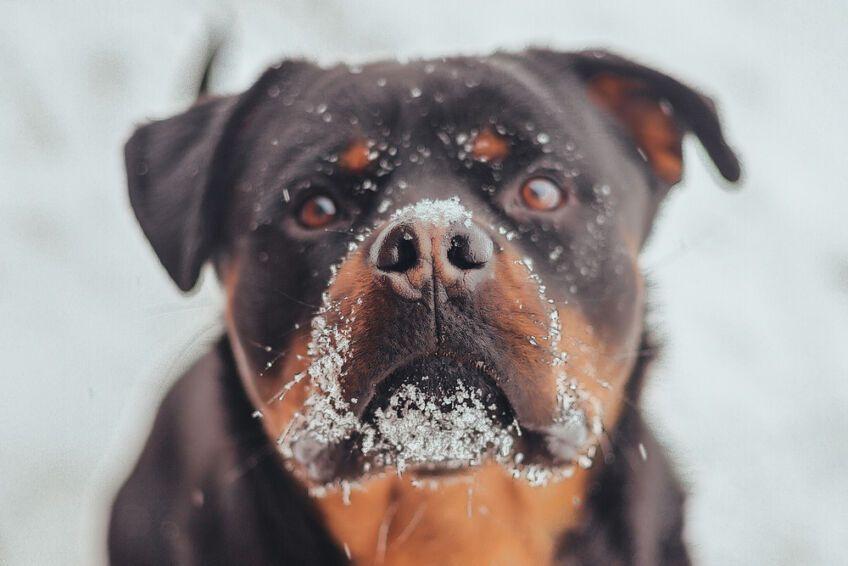 rottweiler