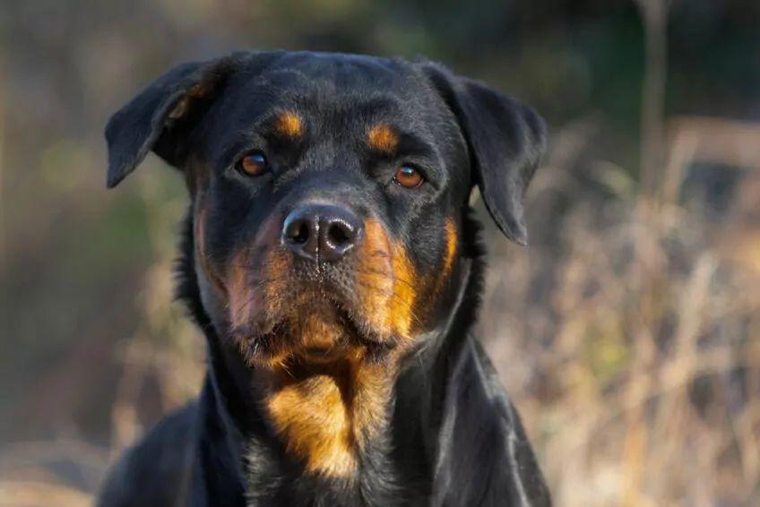 rottweiler