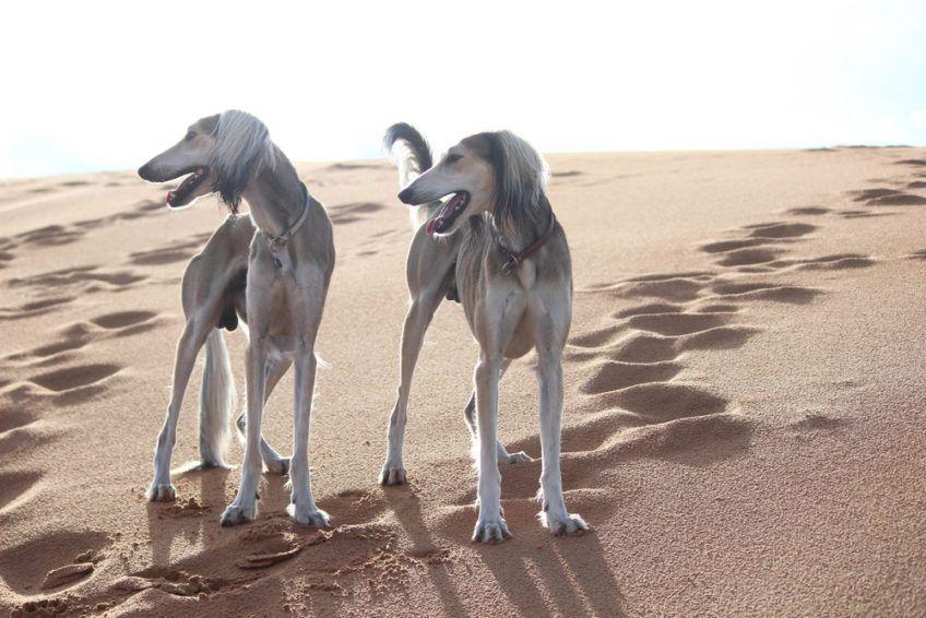 Dwa saluki stojące na pustyni
