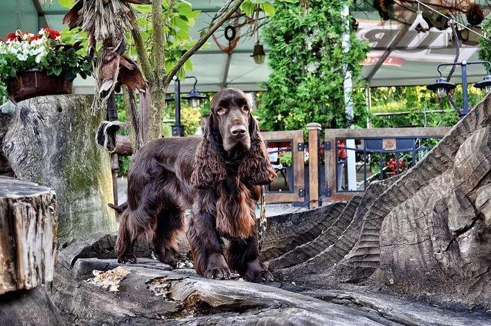 Field spaniel