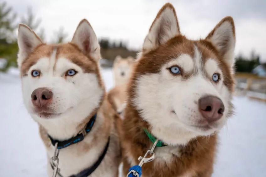 siberian husky