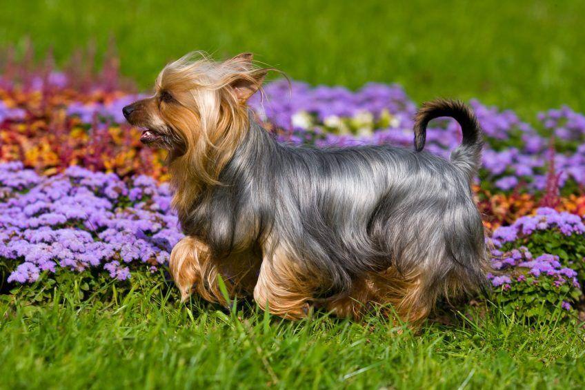 Biegnący silky terrier na tle kwiatów