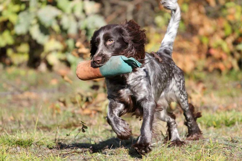 Polski spaniel myśliwski aportujący dummy