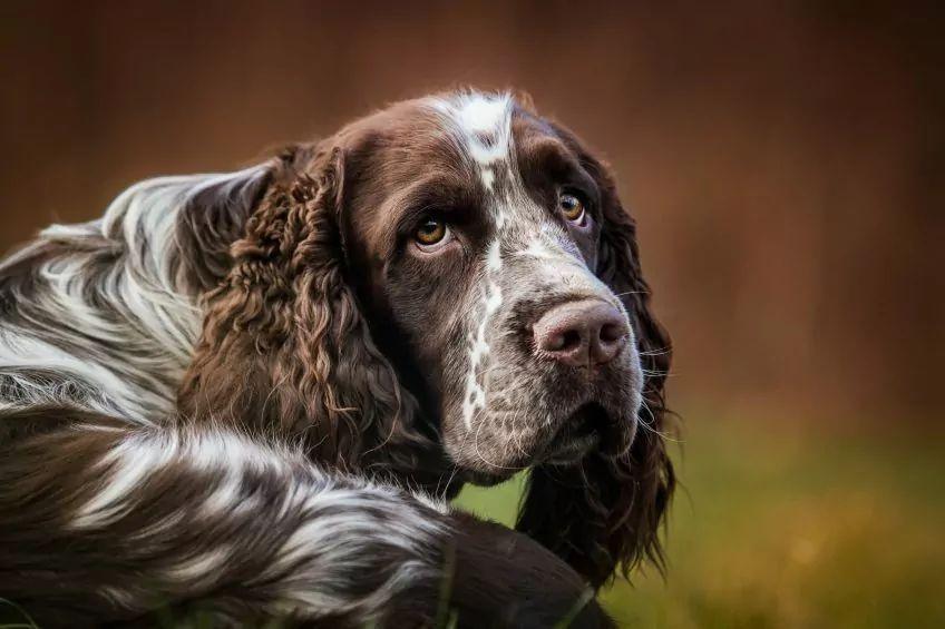 Portret springer spaniela