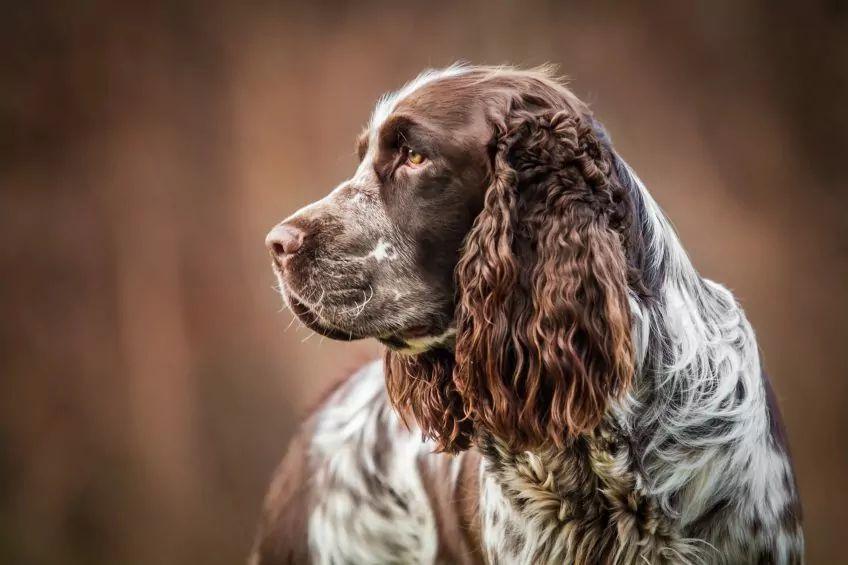 Portret springer spaniela z profilu