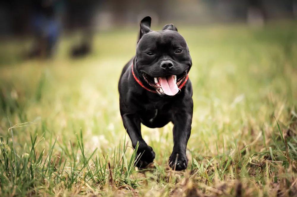 staffordshire bull terrier