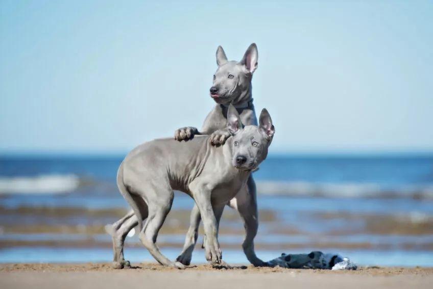 thai ridgeback