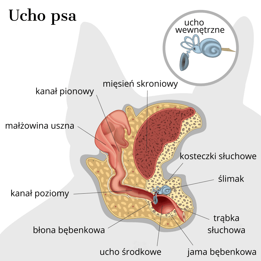 budowa ucha psa