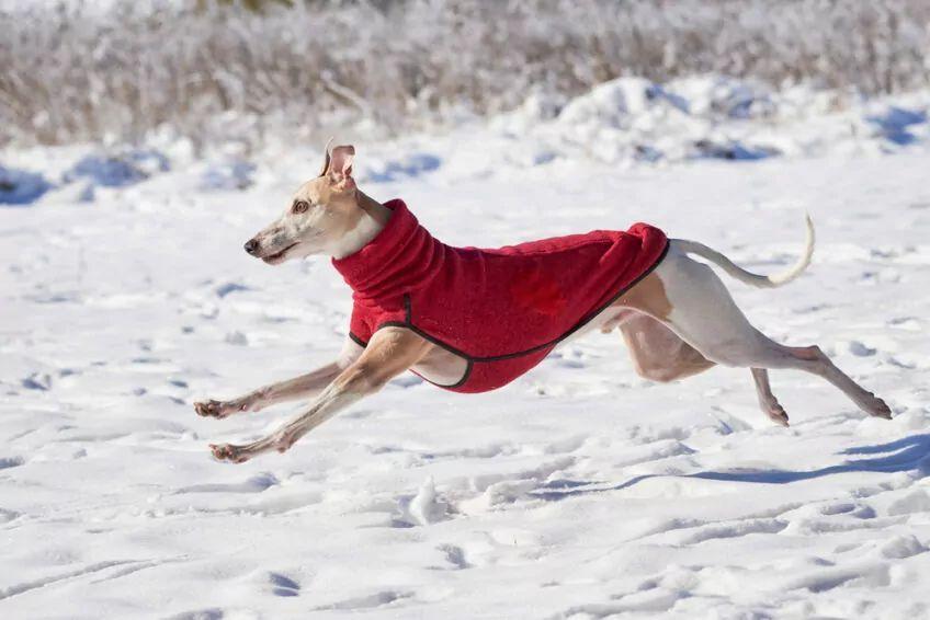 whippet