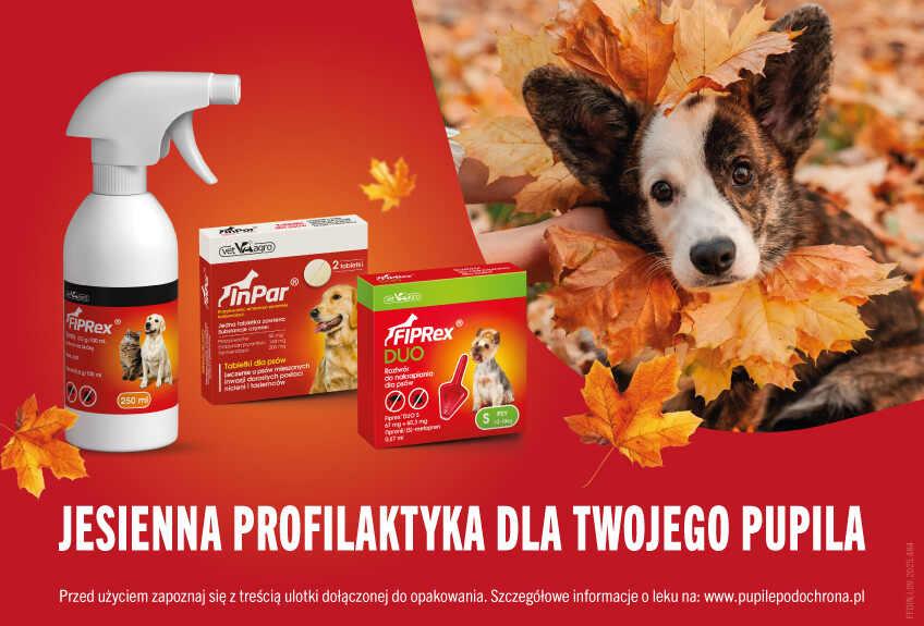 Baner-psy-pl-artykuł- (1).jpg