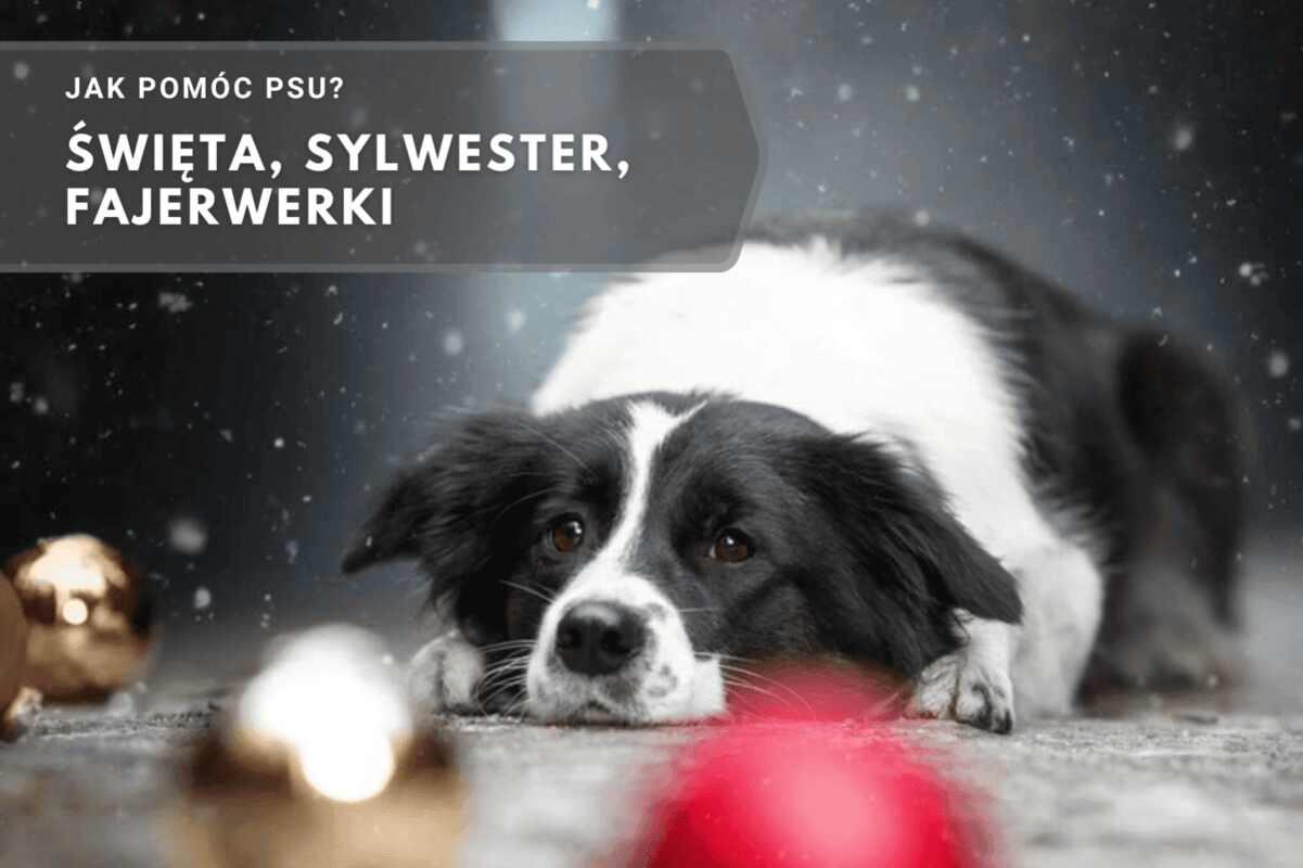 jak pomóc psu, święta, sylwester, fajerwerki