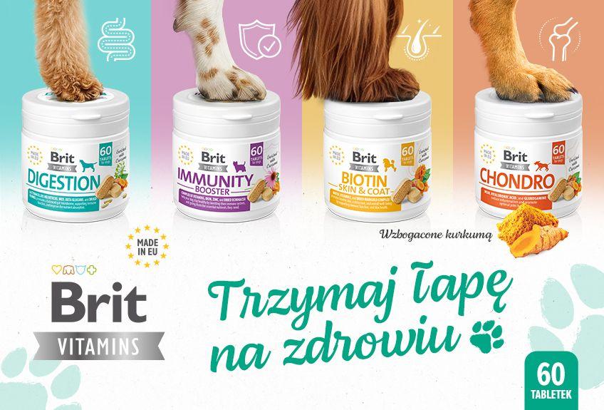 jak przygotować siebie i psa na jesień - brit