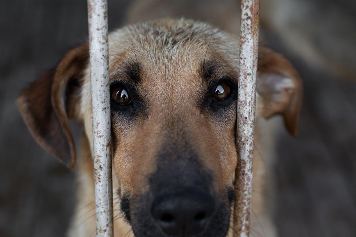 Nestlé Purina przekazała 360 ton karmy