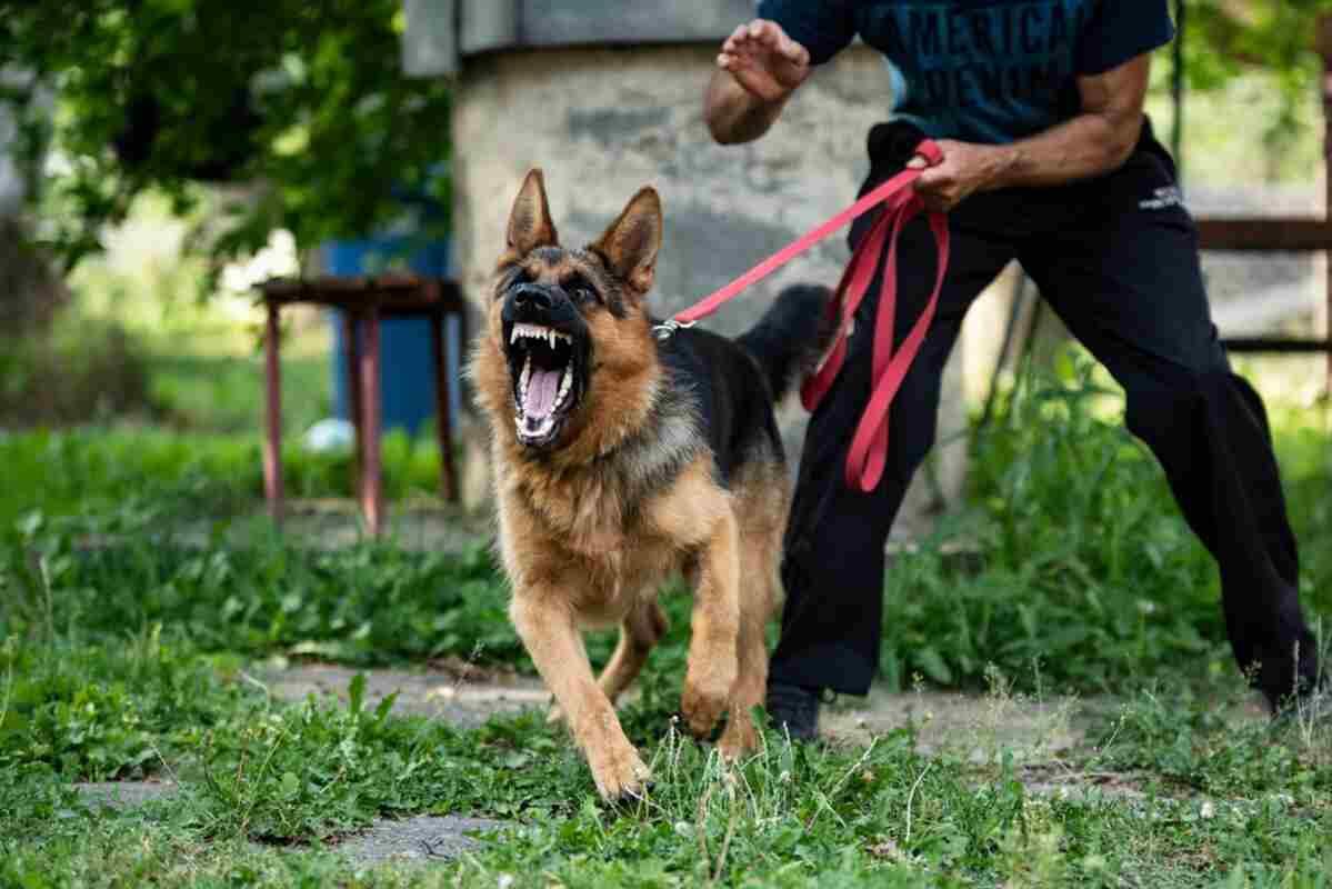 agresja smyczowa u psa