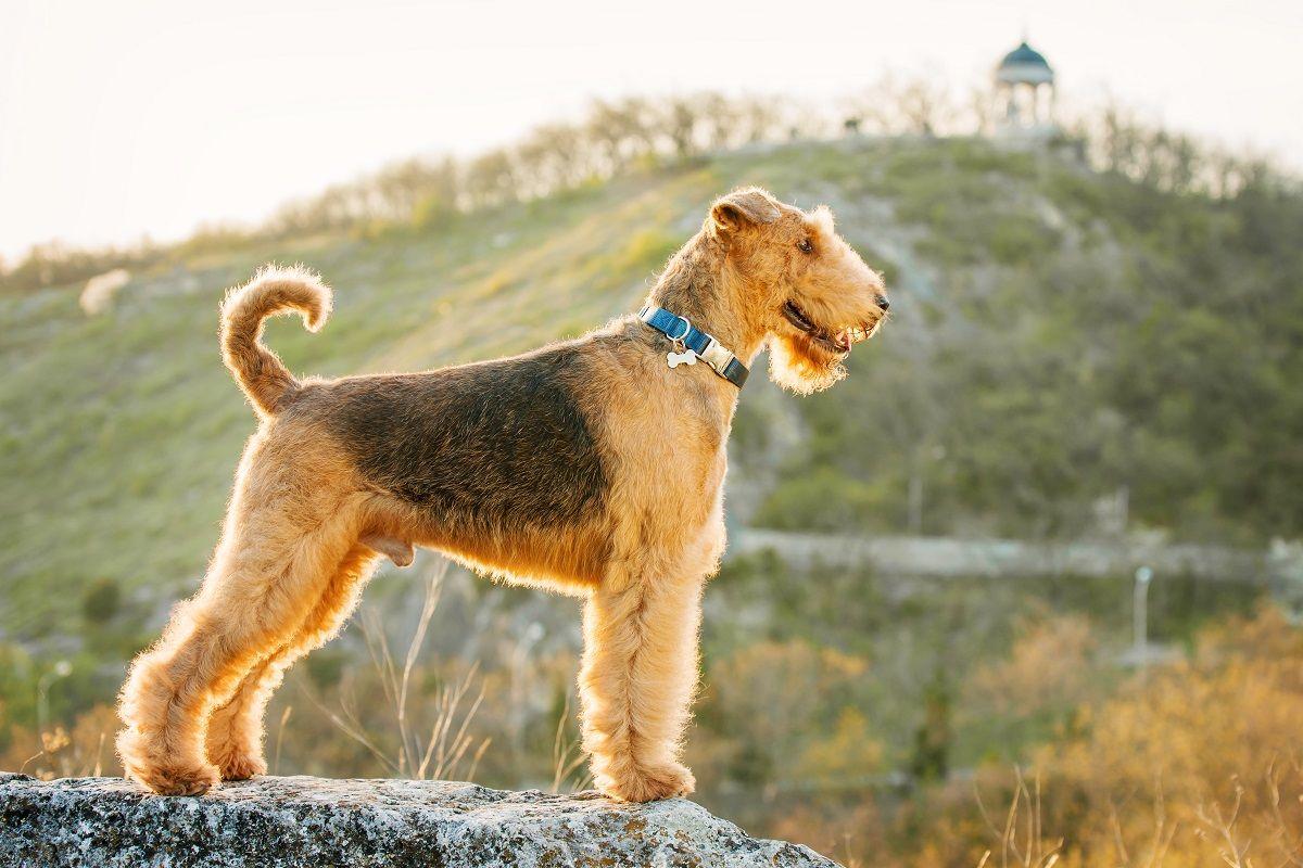 airedale terrier