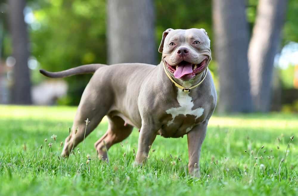 american bully wygląd.jpg