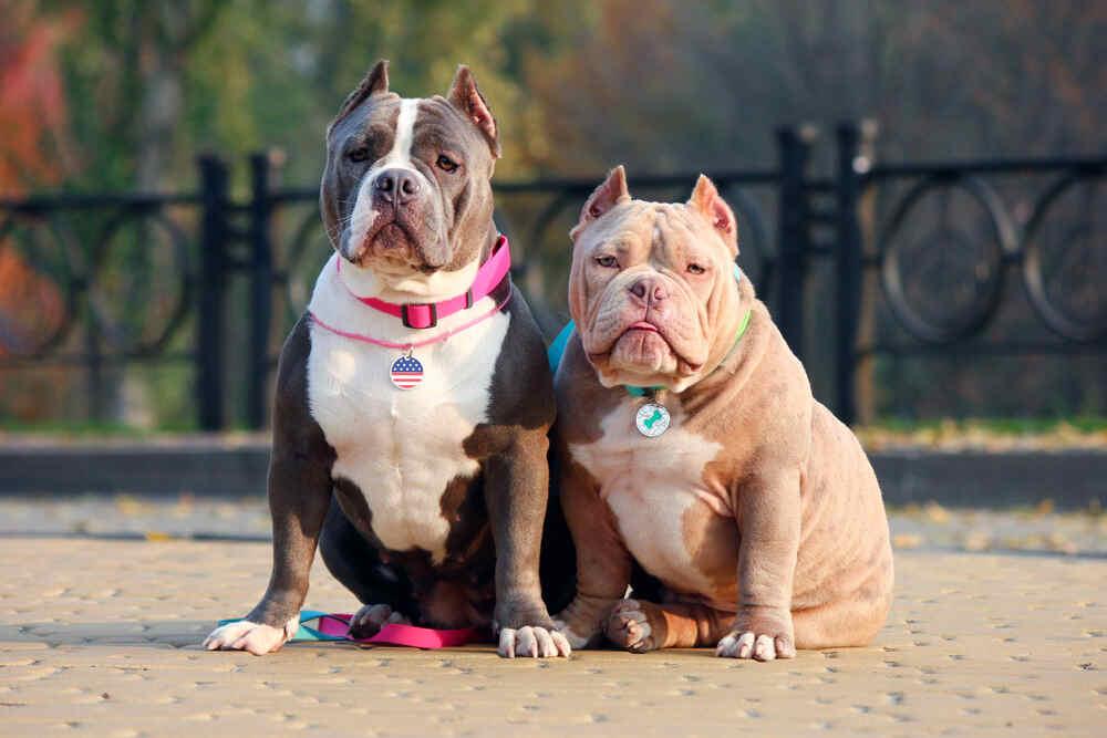 american bully zdrowie (1).jpg