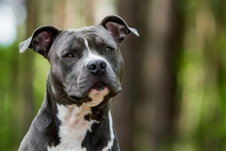 american staffordshire terrier