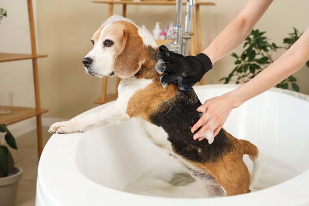 beagle pielęgnacja (1).jpg
