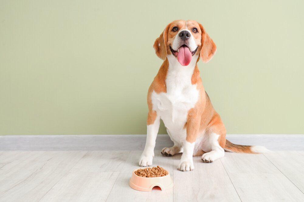 beagle żywienie (1).jpg