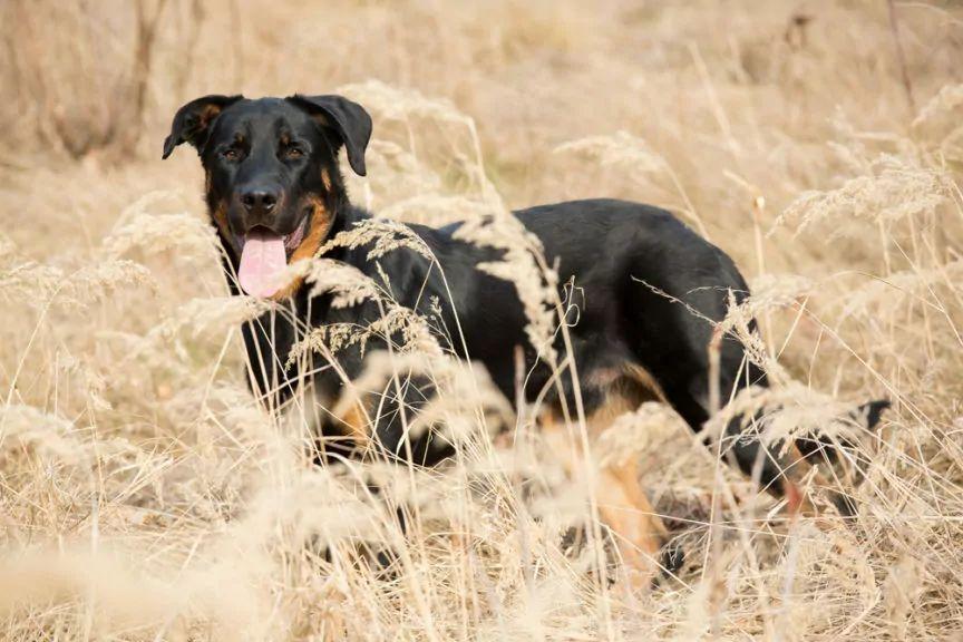 Owczarek francuski beauceron wśród wysokich traw