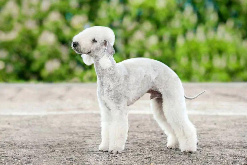 Bedlington terrier w pozycji wystawowej