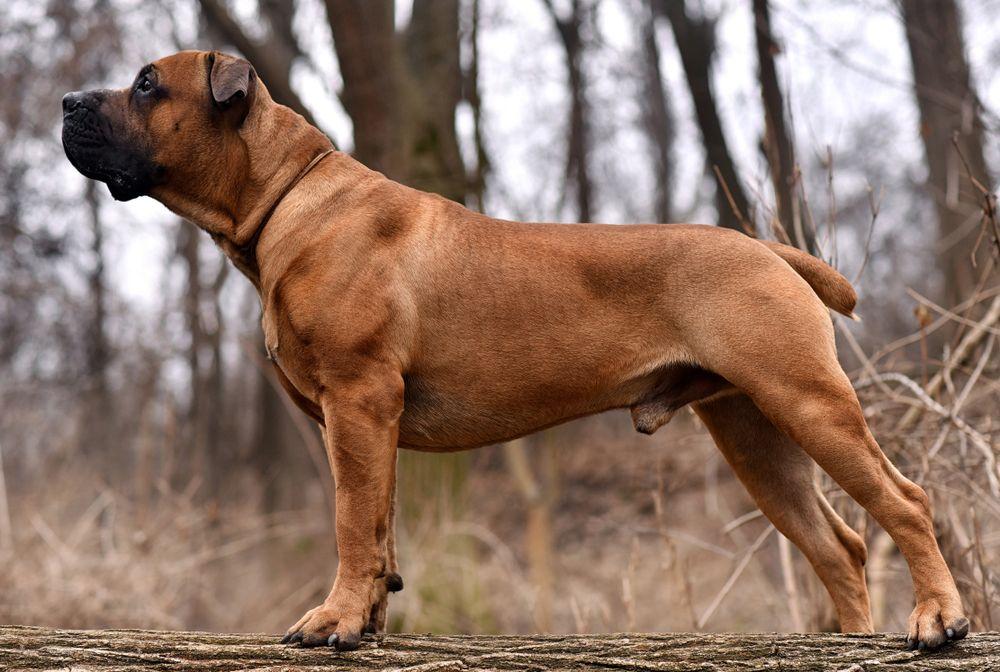 boerboel rasa