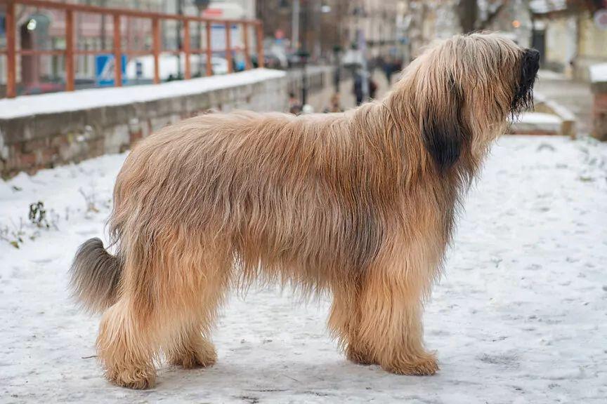 owczarek francuski briard