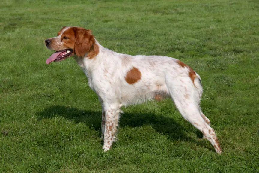 Spaniel bretoński stojący na trawie