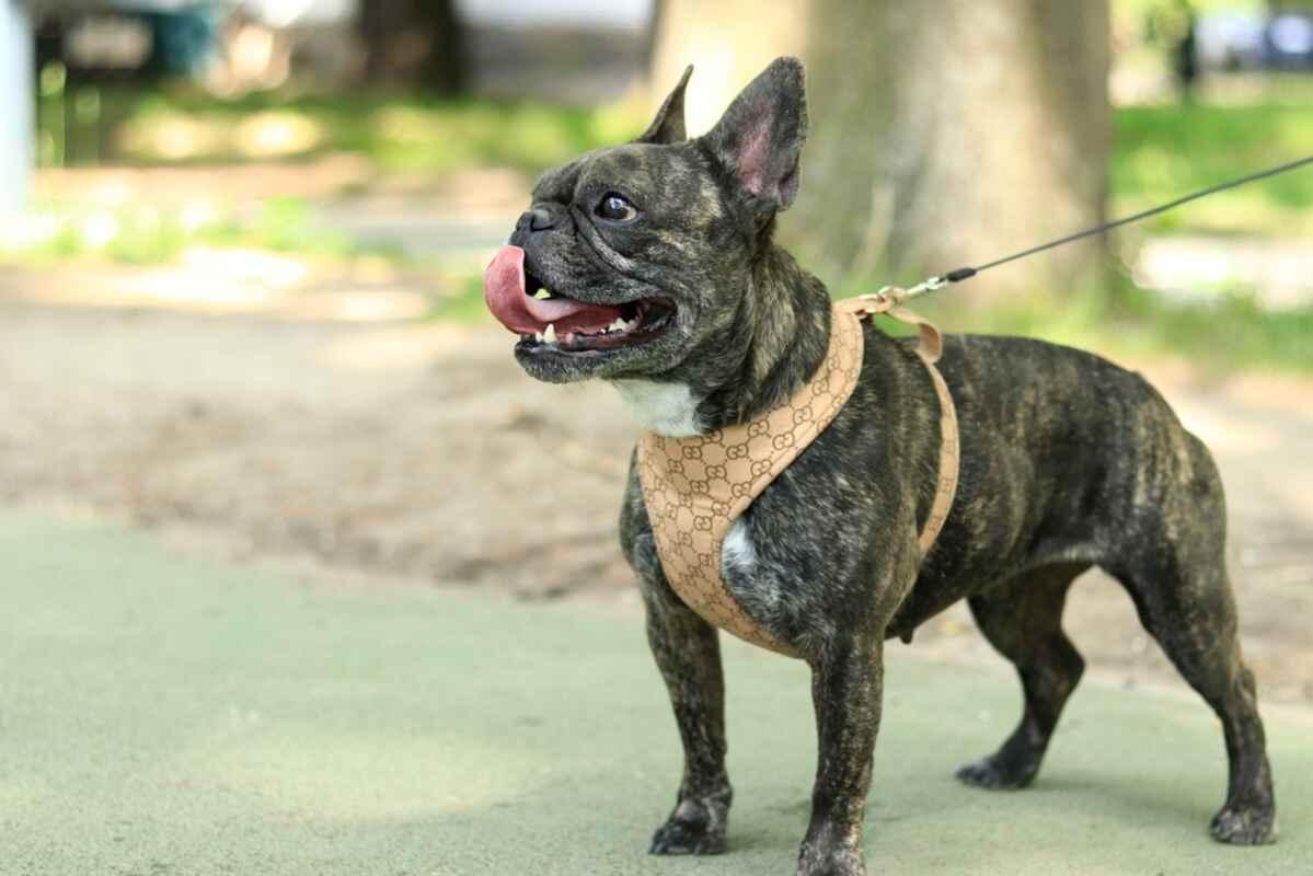 buldog francuski 