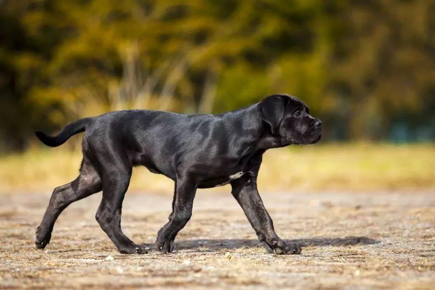 Szczenię cane corso w kłusie