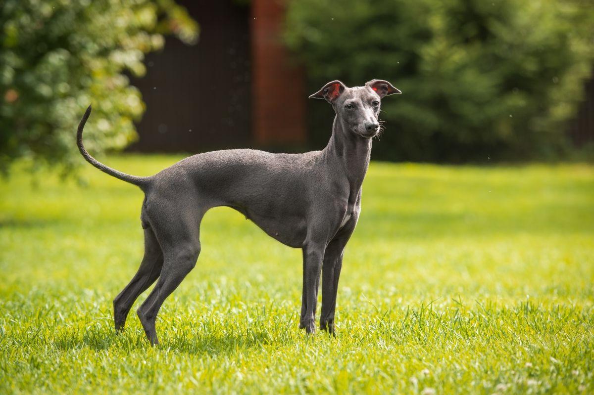 chart whippet czy charcik.jpg