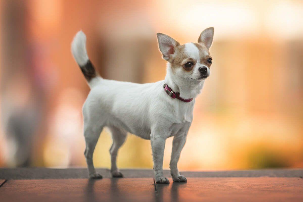 chihuahua 