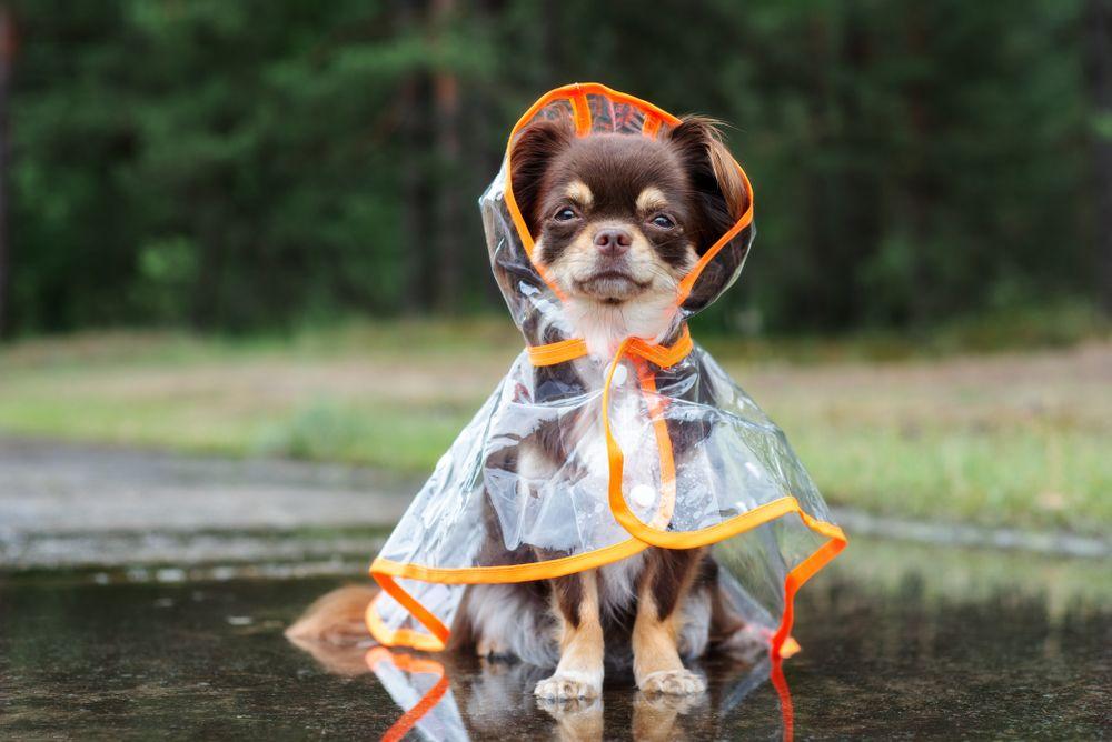 chihuahua podczas deszczu