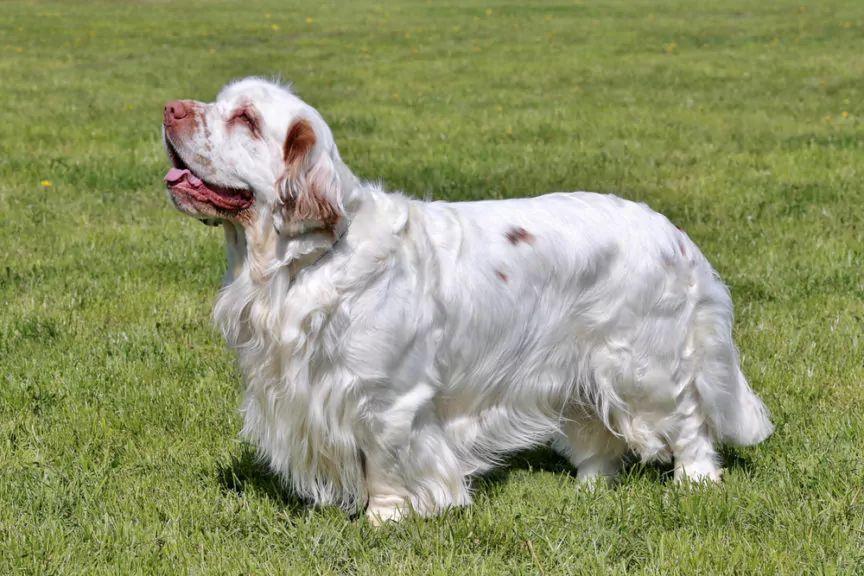 Clumber spaniel stojący na trawie