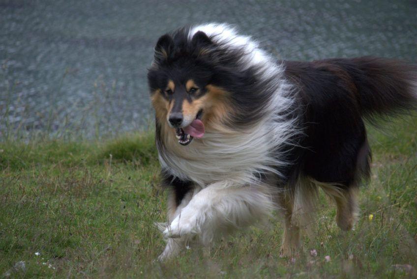 Collie trikolor biegnący po trawie