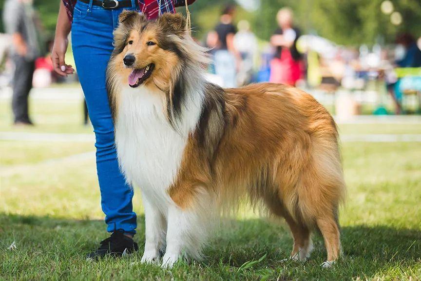 owczarek szkocki długowłosy collie