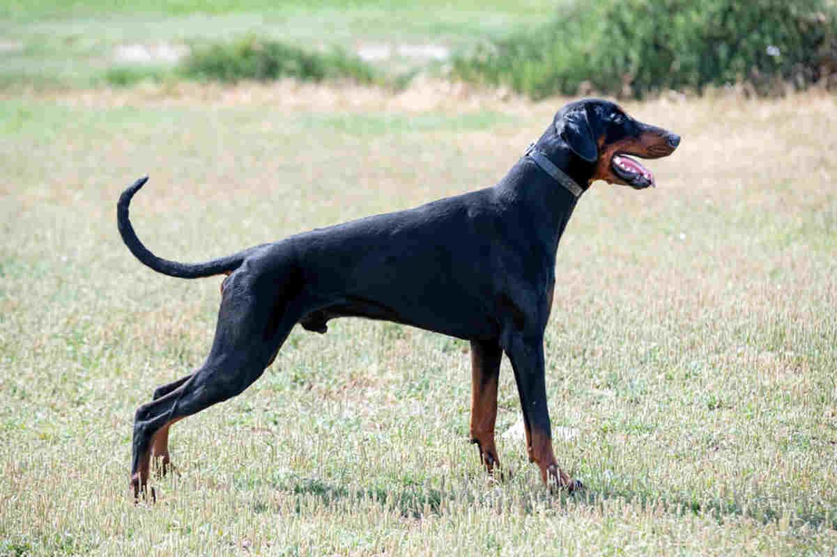 doberman