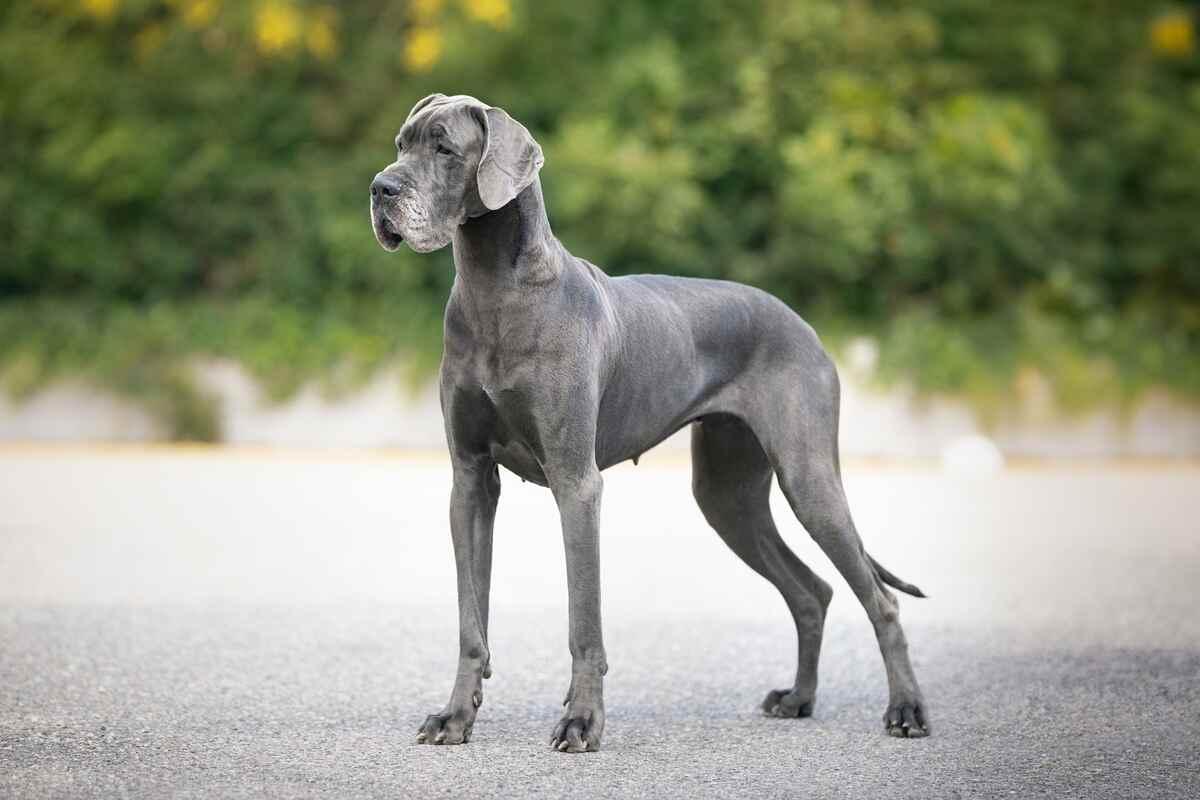 dog niemiecki