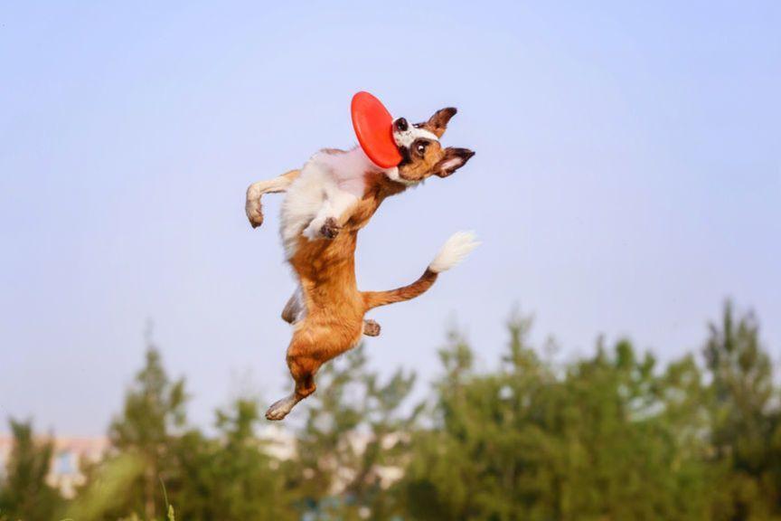 dogfrisbee