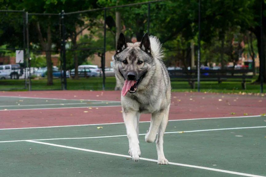 Elkhund szary biegnący przez boisko