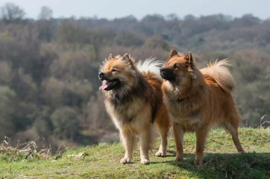 Dwa eurasiery pozujące na stojąco / eurasier