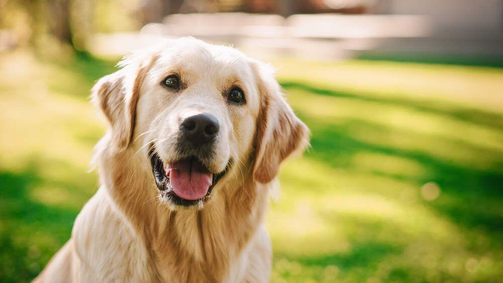 golden (1) (1).jpg