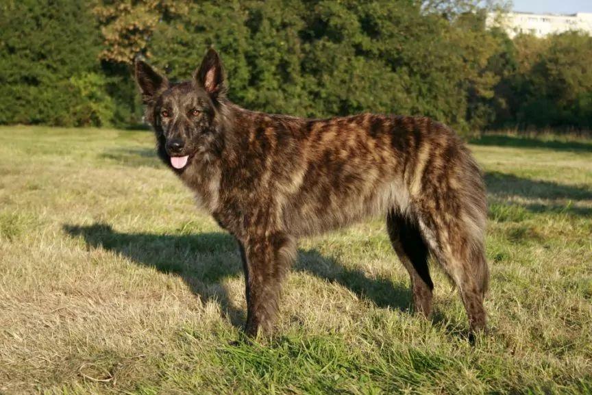 Owczarek holenderski długowłosy stojący na trawie