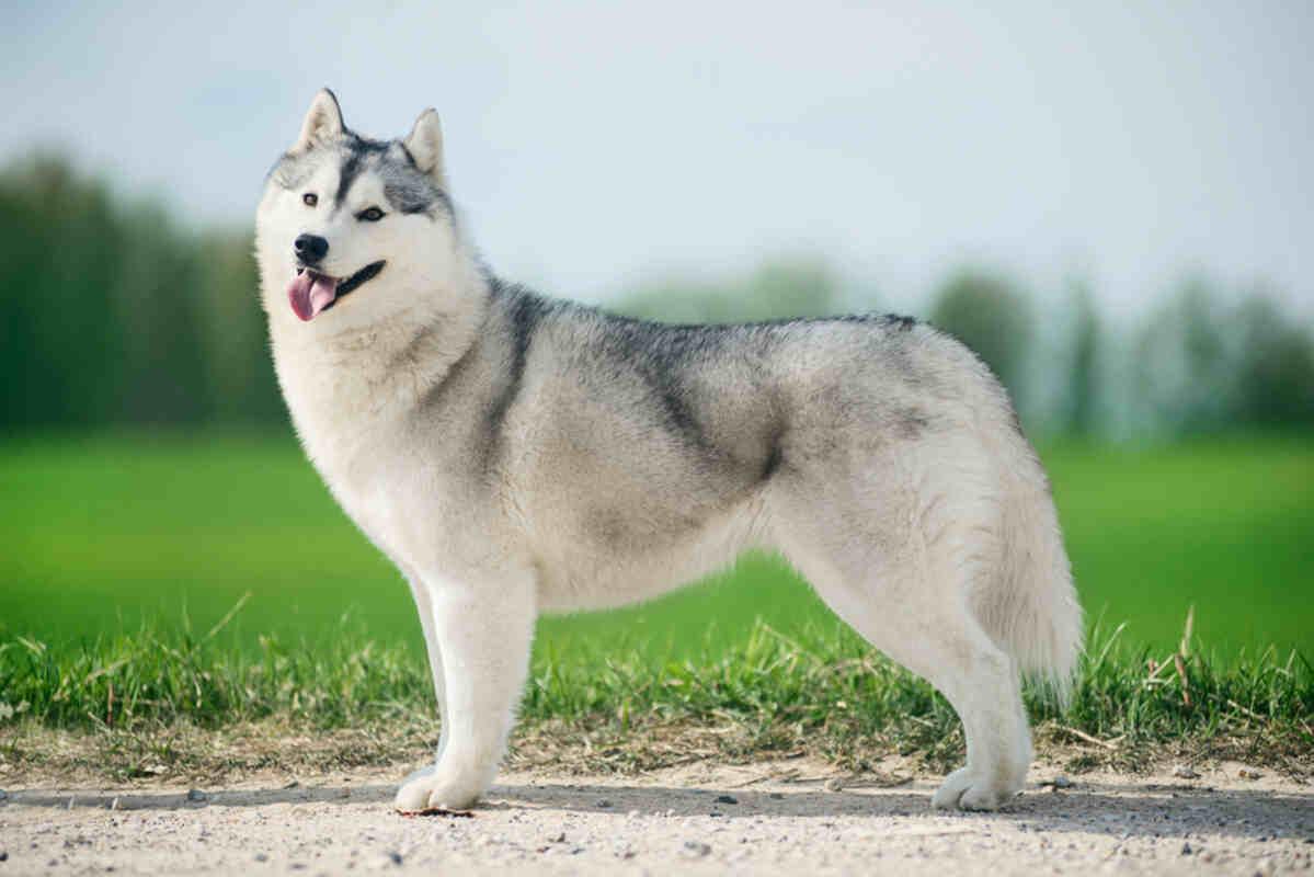 husky syberyjski